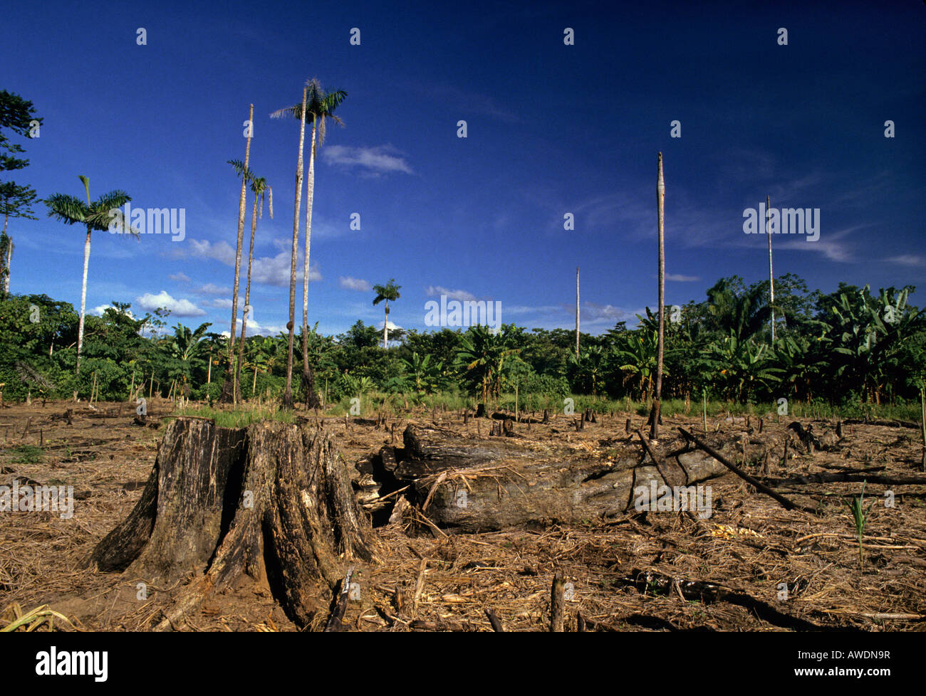 Amazonas-Regenwald für Brandrodung Landwirtschaft Madre de Dios Abteilung Peru gelöscht Stockfoto
