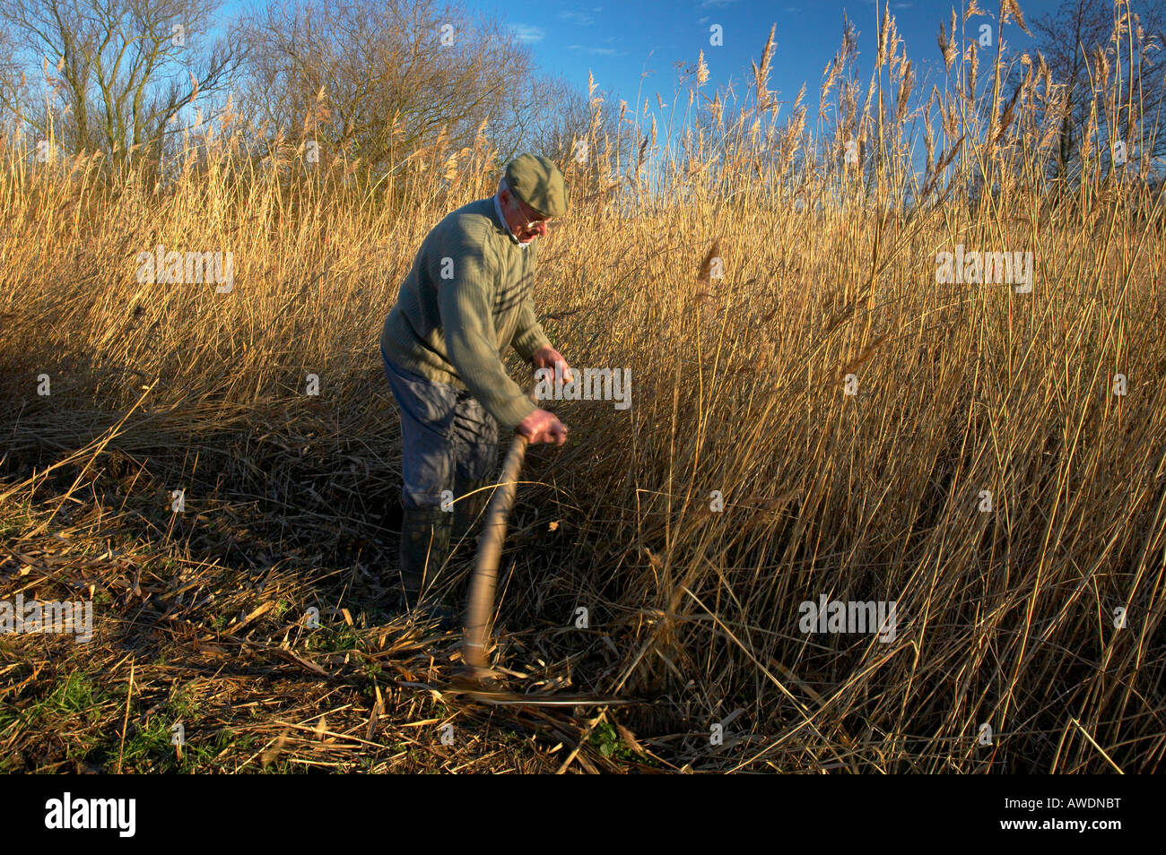 Mann schneidet schilf Fotos und Bildmaterial in hoher Auflösung Alamy
