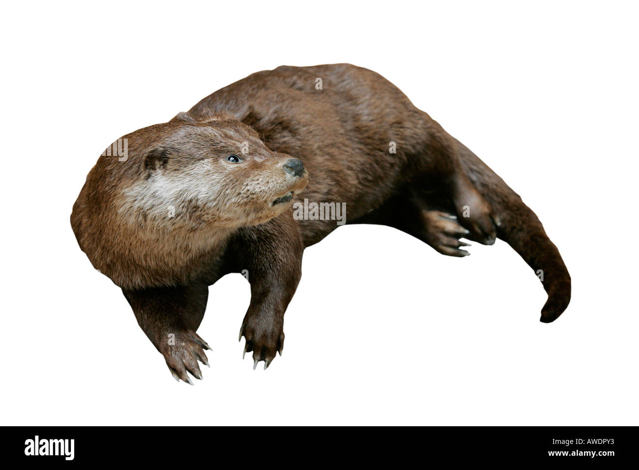 Otter Wiederaufbau ausgestorbene Raubtier antikes Modell Ausstellung ausgeschnitten beschnitten weißen Hintergrund Umriss Ausschnitt Ausschnitt gestopft Stockfoto