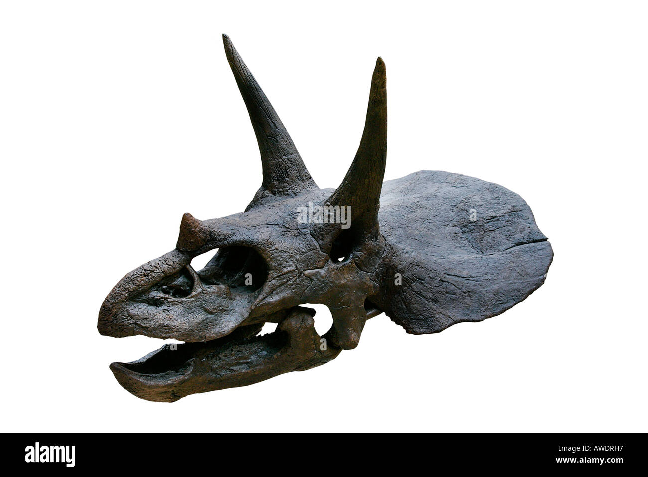 Triceratops Horridus 65 Millionen Jahre alten oberen Kreidezeit Hell Creek Formation von Harding County South Dakota USA Stockfoto