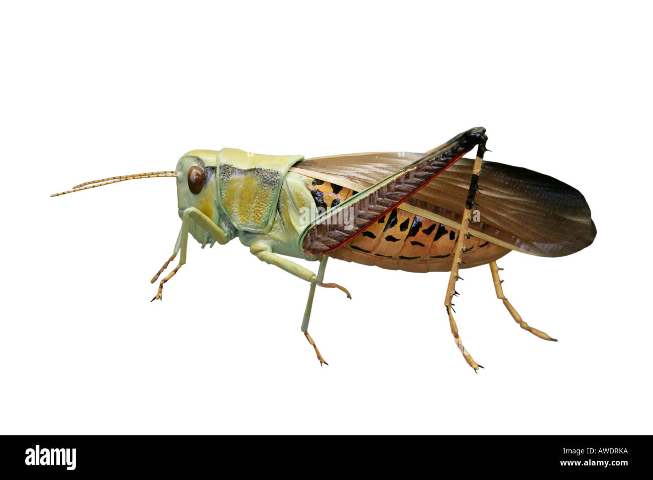 Käfer Coleoptera Museum Display Case angezeigten Schönheit Fehler tagaktive Fühler sammeln abwechslungsreiche Vielzahl Ordnung getrocknet starb Natur Stockfoto