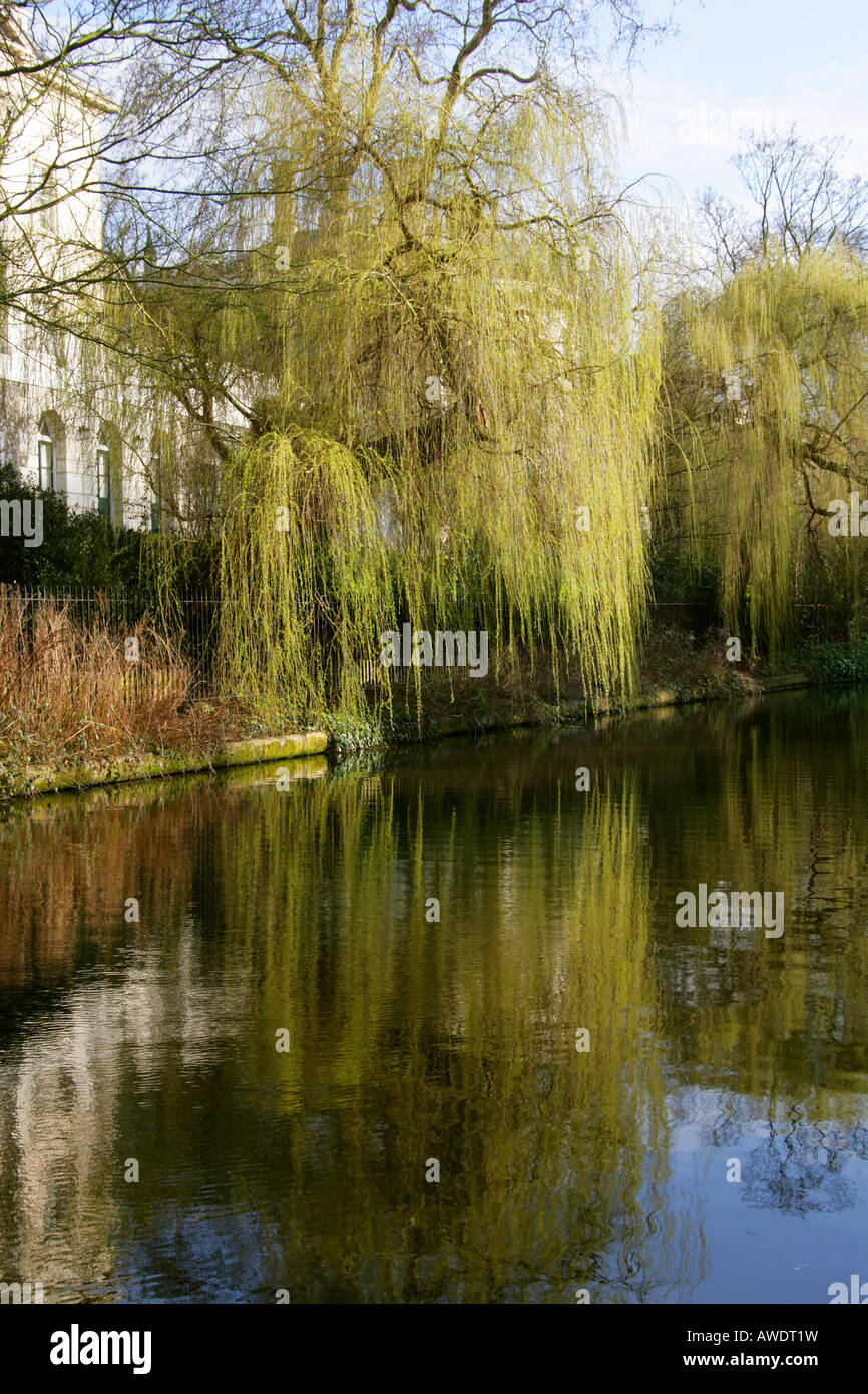 Die Regents Canal am westlichen Rand des Regenten Nordpark mit Villa entworfen von Quinlan Terry und Willow Tree Stockfoto