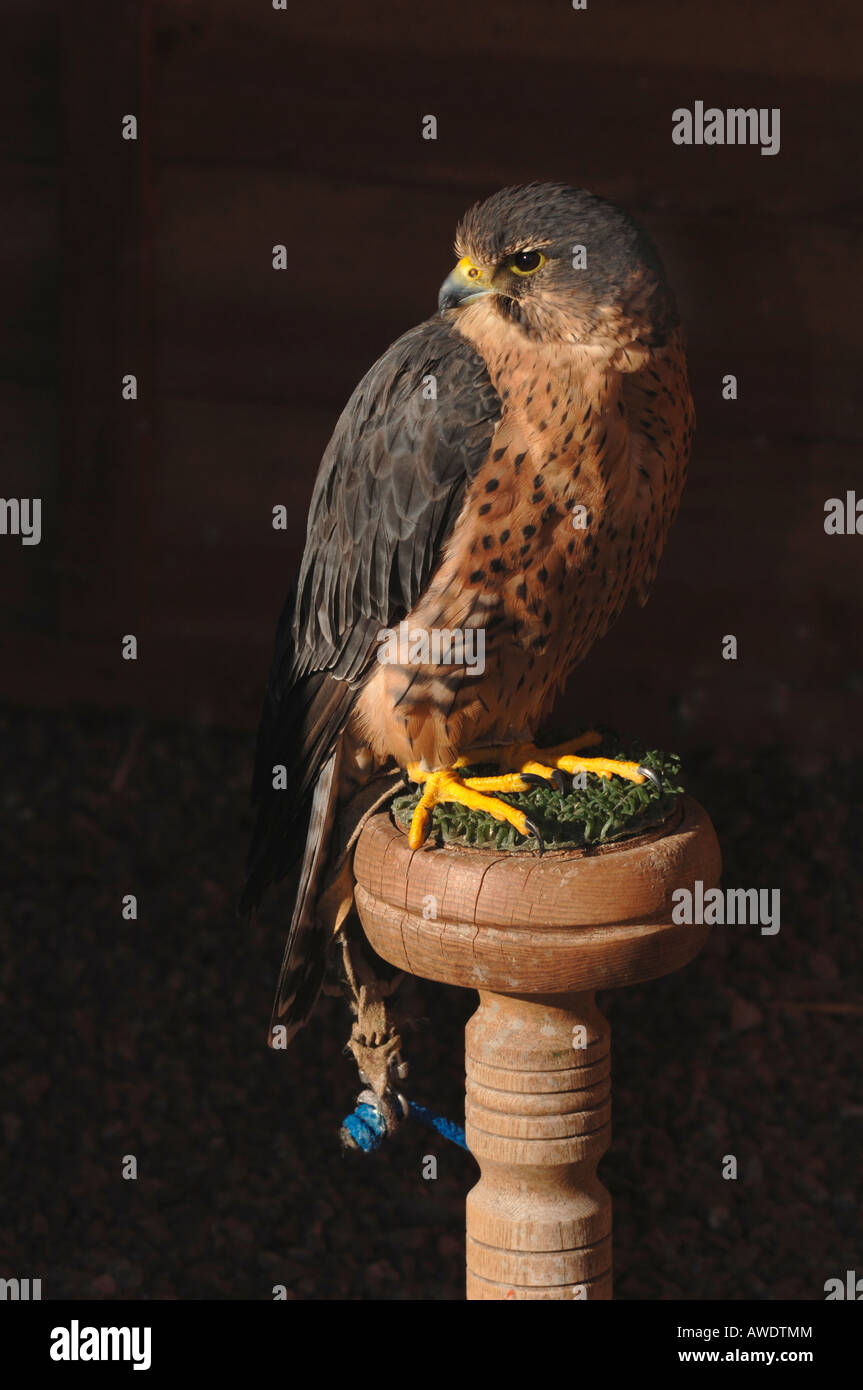 Captive Merlin Bird Of Prey. (Falco Columbarius) Stockfoto