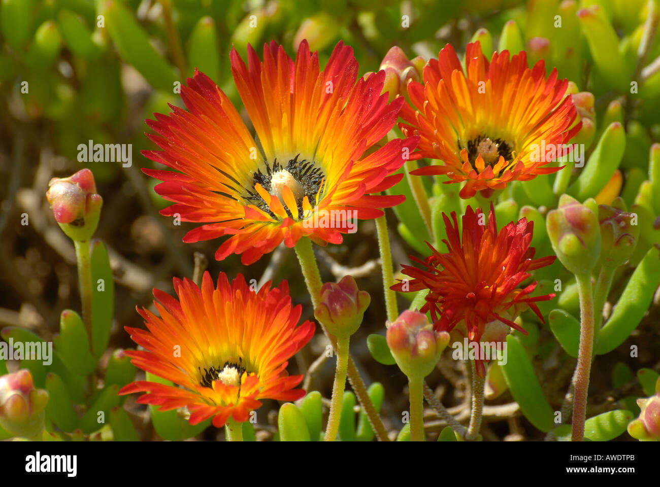 Drei helle orange Vygie Blumen, Frühling, Südafrika Stockfotografie - Alamy
