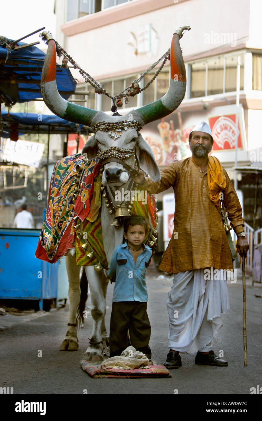 Ein heiliger Stier mit Besitzer Stockfoto