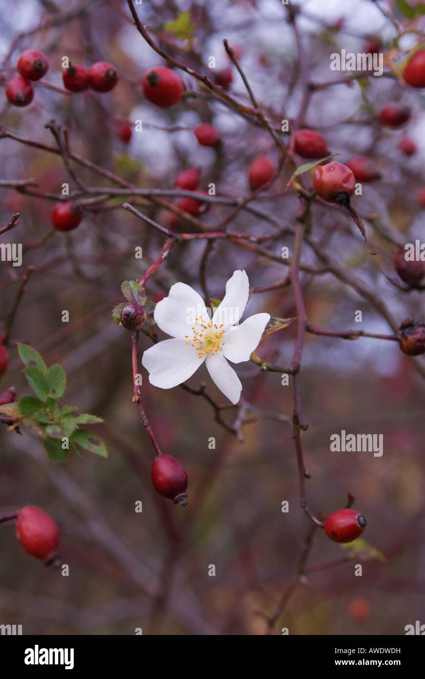 einzigen Winter rose Blume Stockfoto