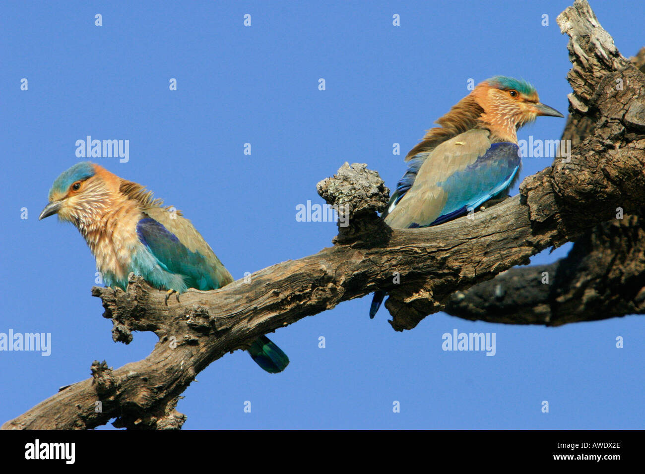 Blue Jay oder Indian Roller, Coracias feige, Kanha National Park, Madhya Pradesh, Indien Stockfoto