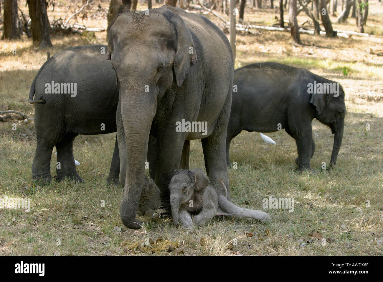 Indischer Elefant, Elephas Maximus, mit gerade geborene Kalb, Kanha National Park, Madhya Pradesh, Indien Stockfoto