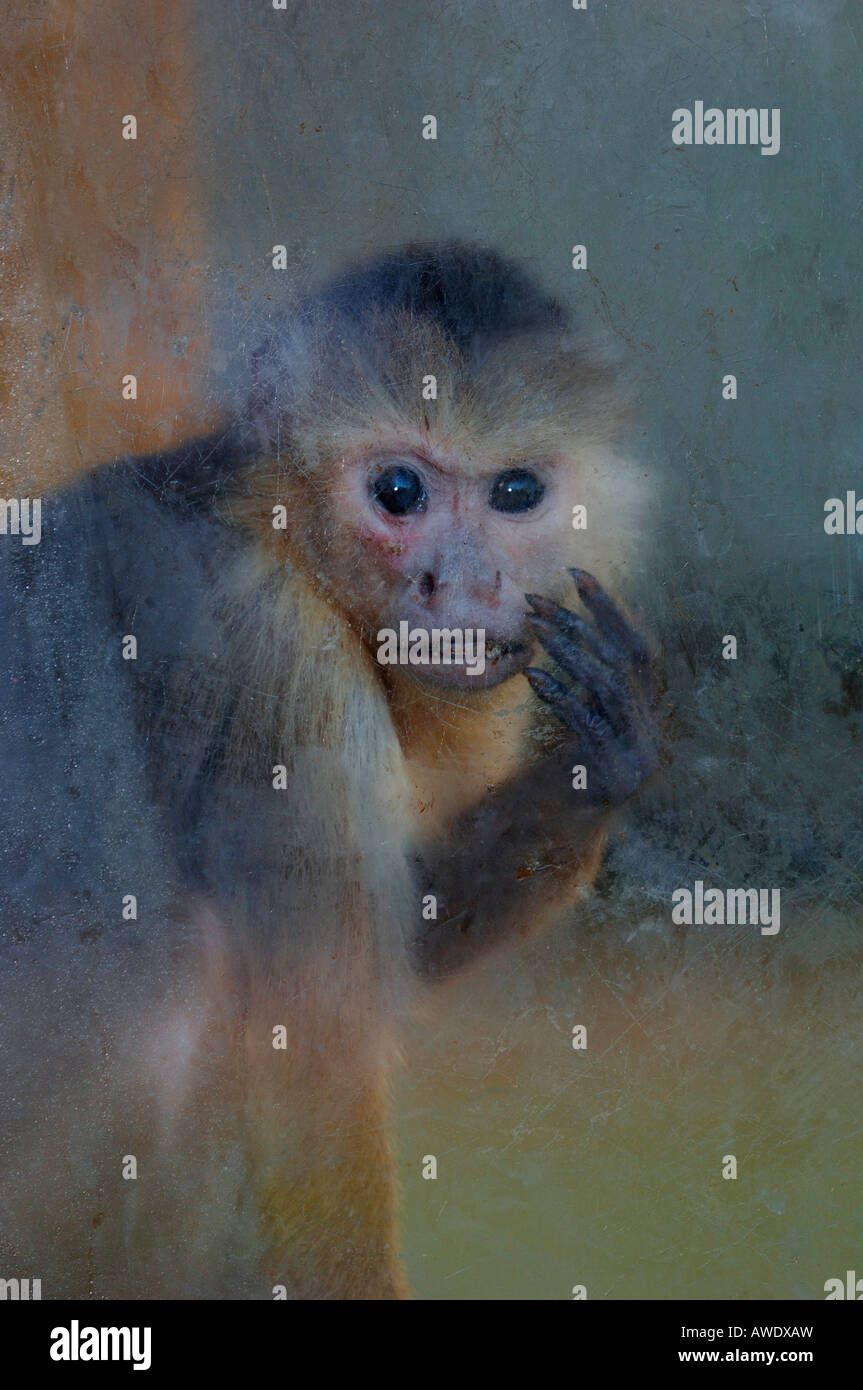 Ein Gefangener Kapuziner Affe, Blick durch eine Plexiglas-Fenster. Stockfoto