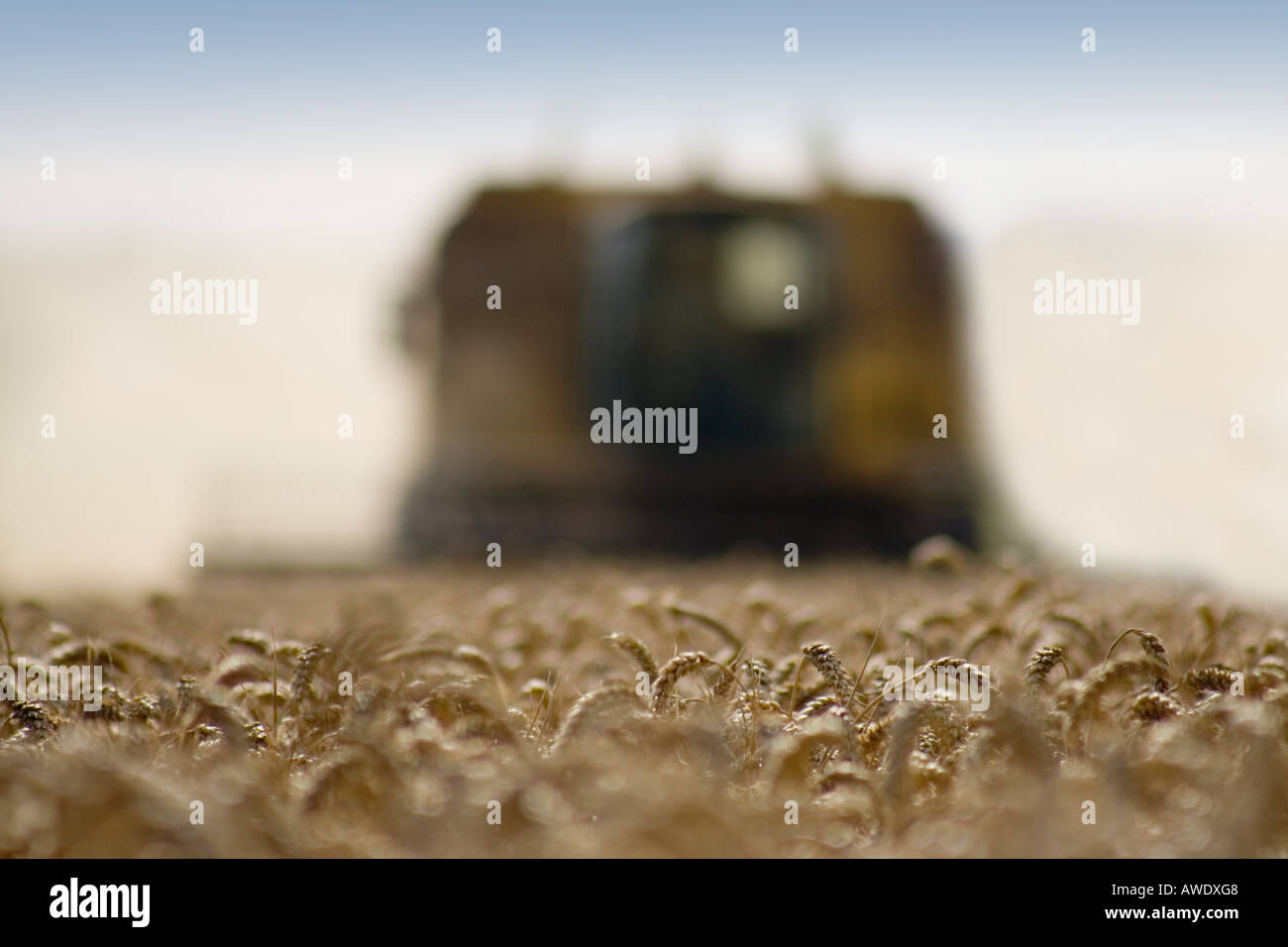 Mähdrescher in Weizen Wiltshire England UK Stockfoto