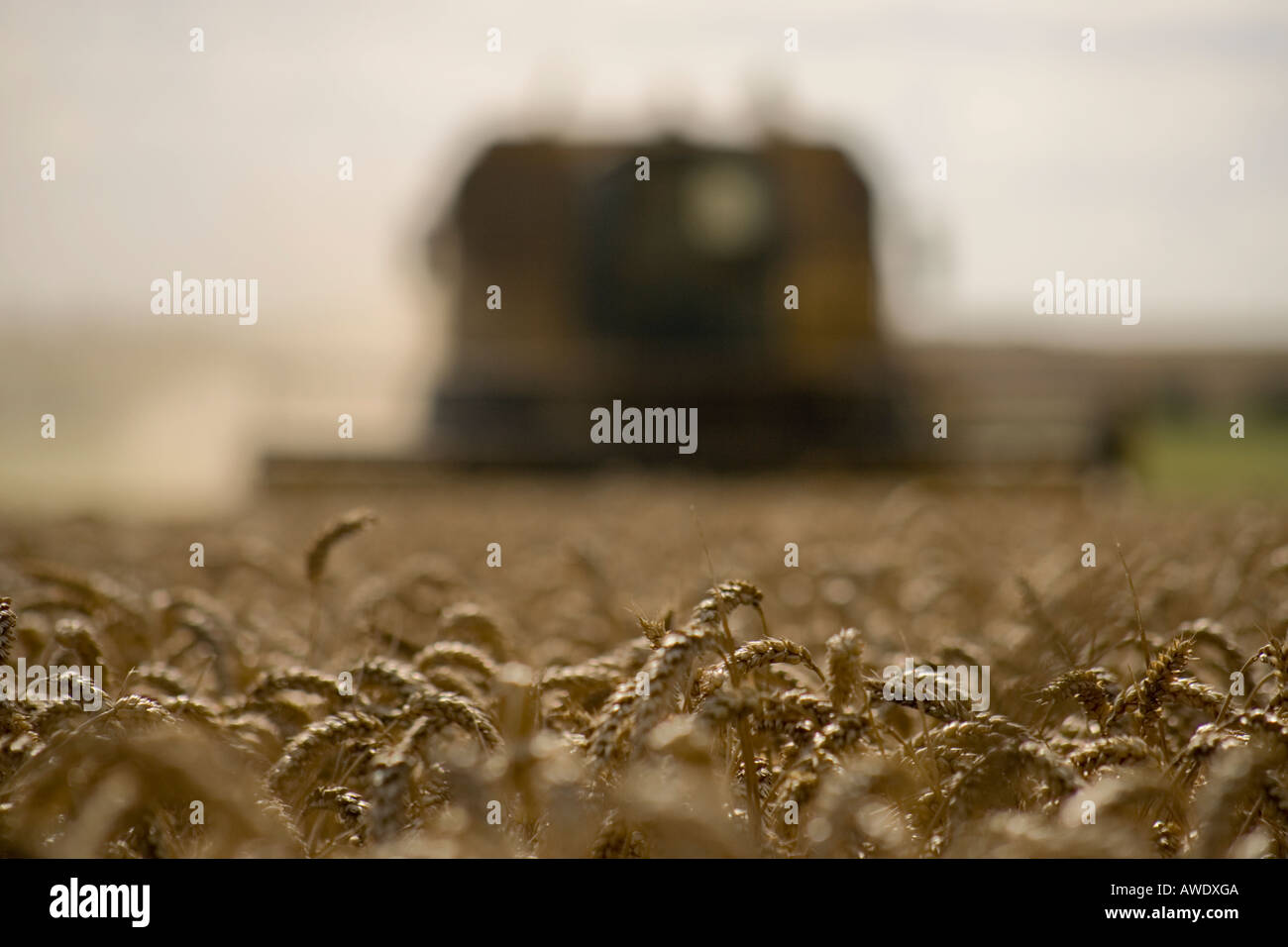 Mähdrescher in Weizen Wiltshire England UK Stockfoto