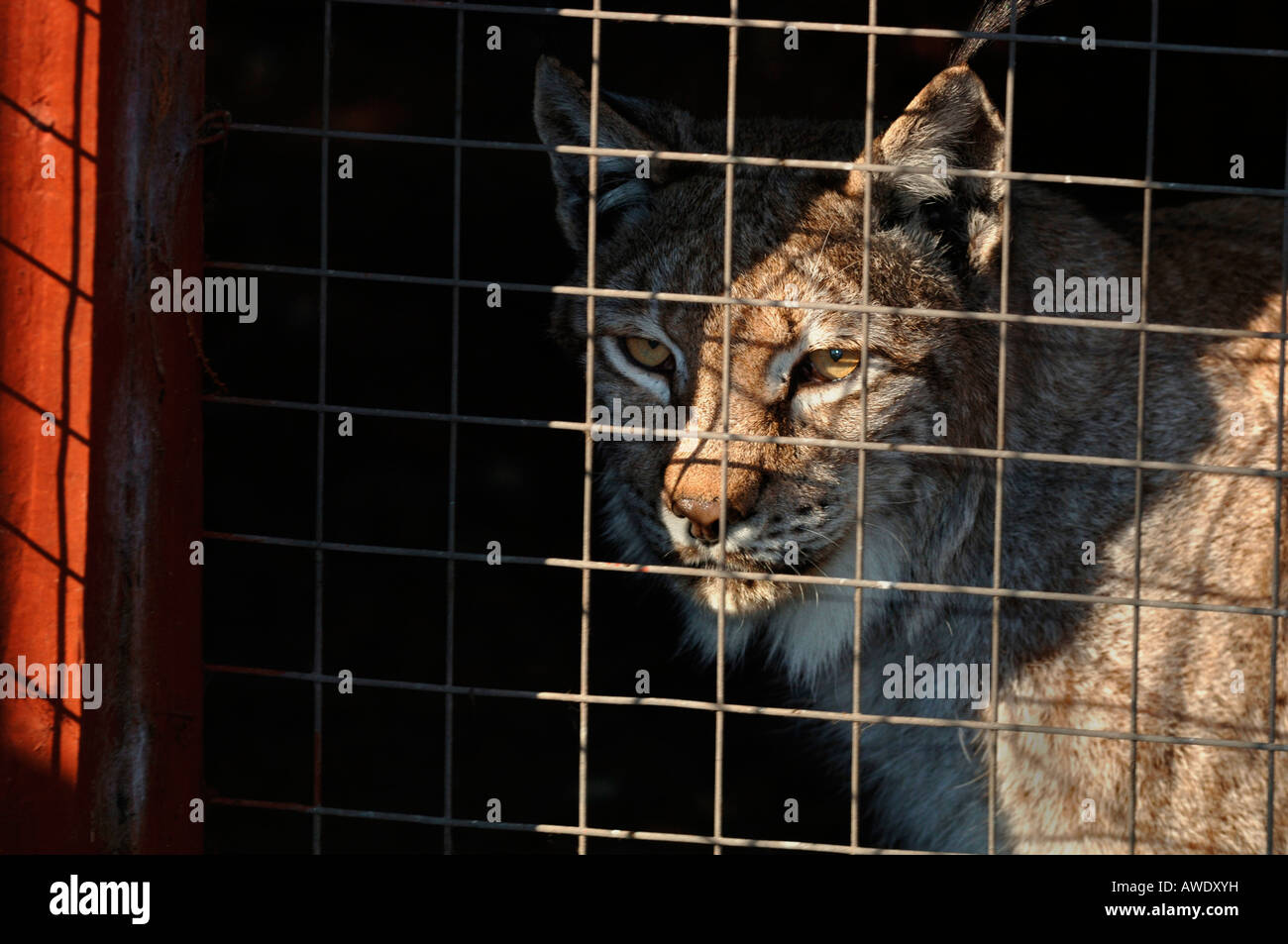 Ein Captive Europäische Luchs, auch bekannt als ein nördlichen Luchs. Stockfoto