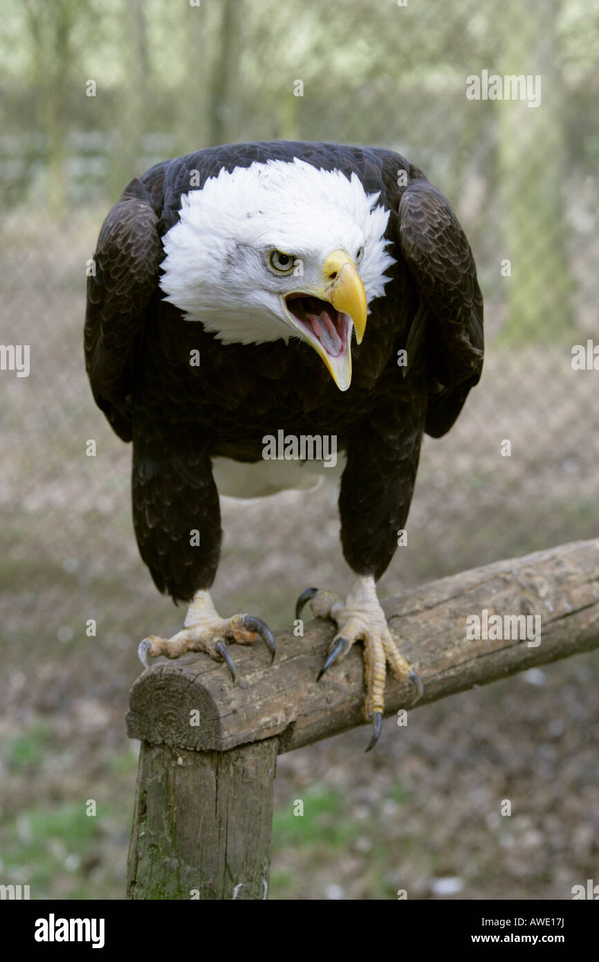 Weißkopfseeadler aka amerikanische Seeadler Haliaeetus Leucocephalus, Accipitridae Stockfoto