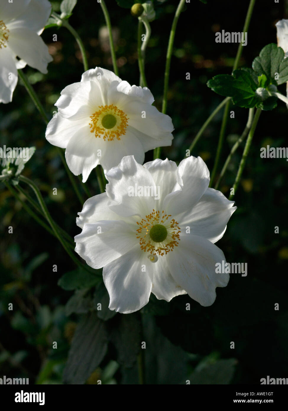 Japanische Anemone (Anemone hupehensis var. japonica 'elegans') Stockfoto