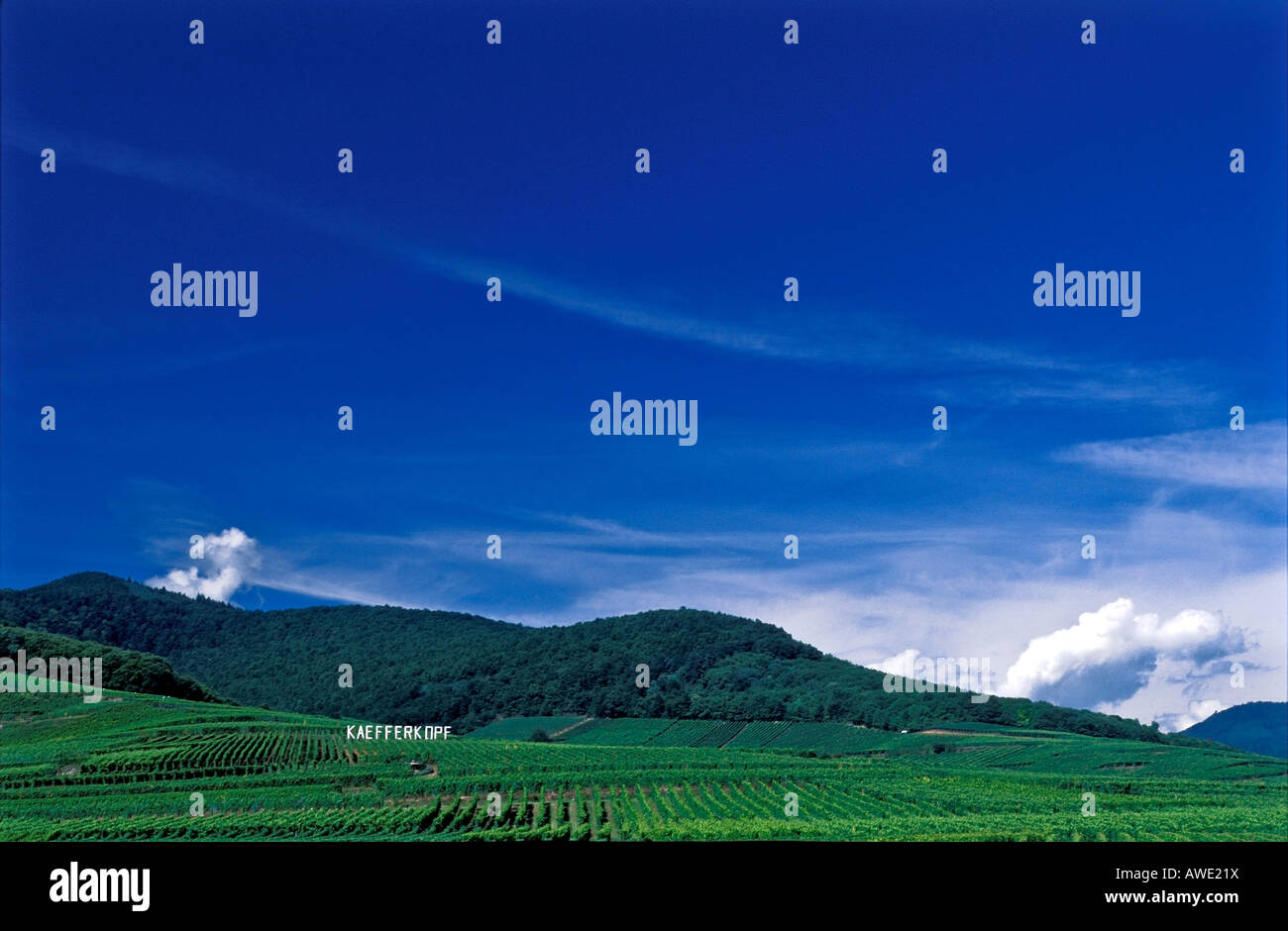 Ein grand Cru Weingut im Elsass, Frankreich Stockfoto