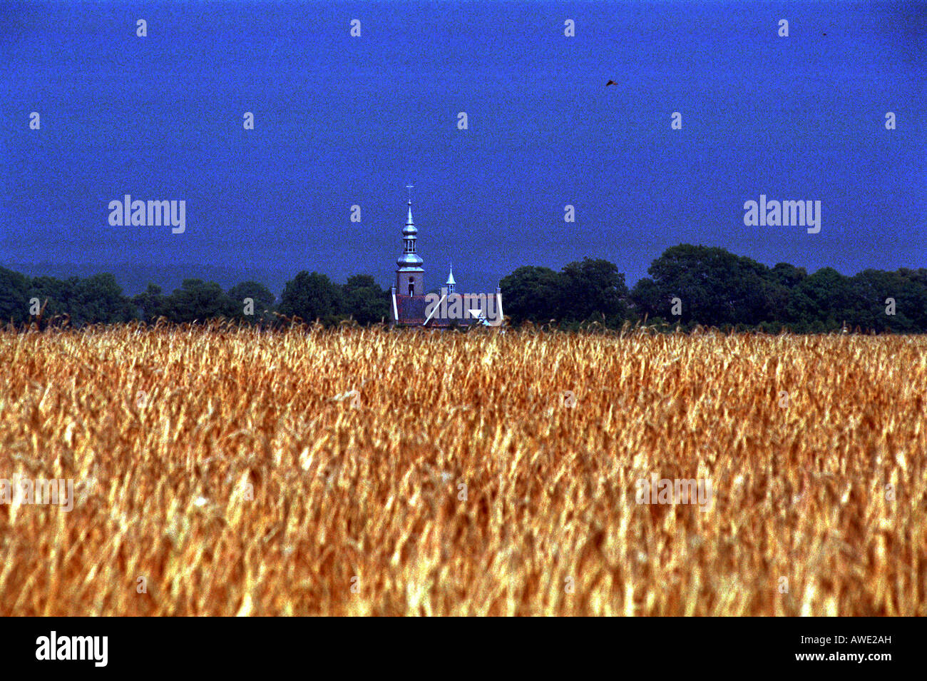 Goldene Getreidefeld mit Kirchturm und Bäume gegen dunkelblauen Himmel, Kotulin, Polen Stockfoto