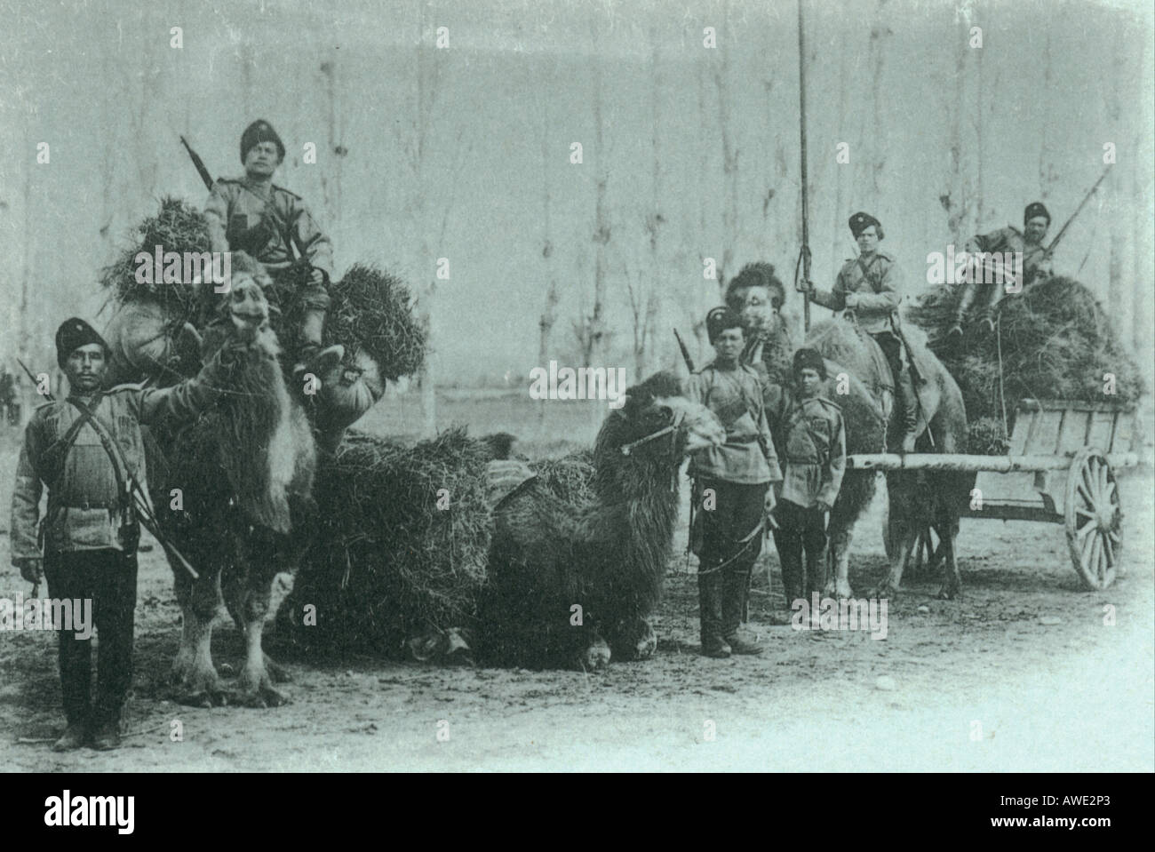 Russische Ansichtskarte des Regiments Kamele circa 1905 Stockfoto