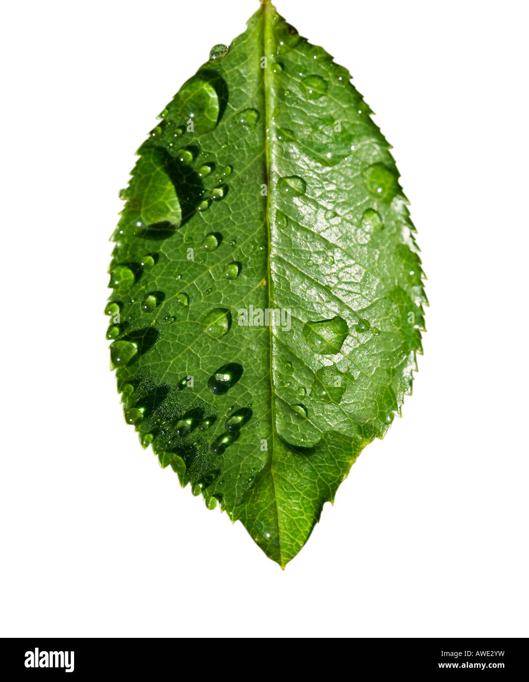 klarem Wassertropfen auf einem zarten grünen Blatt Stockfoto