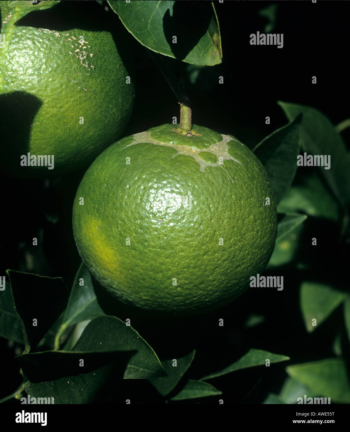 Umlaufende Fütterung Markierung von Zitrusfrüchten Thrips Scircothrips Aurantii auf Orangenfrucht Stockfoto