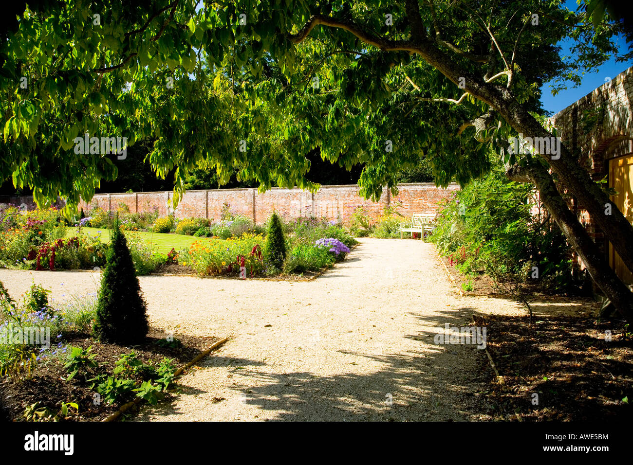 Persimon oder Datum Pflaume, Diospyros Lotus, Baum in der Walled Garden an Lydiard Park, Swindon, Wiltshire, England, UK Stockfoto