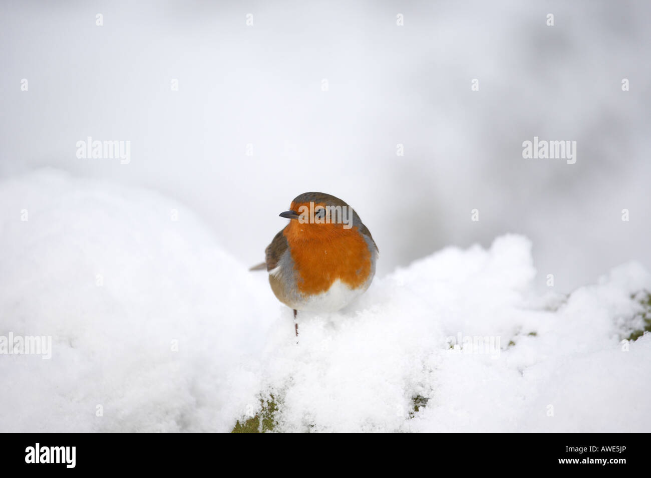 Robin auf dem Schnee bedeckt Niederlassung in Derbyshires Peak District Stockfoto