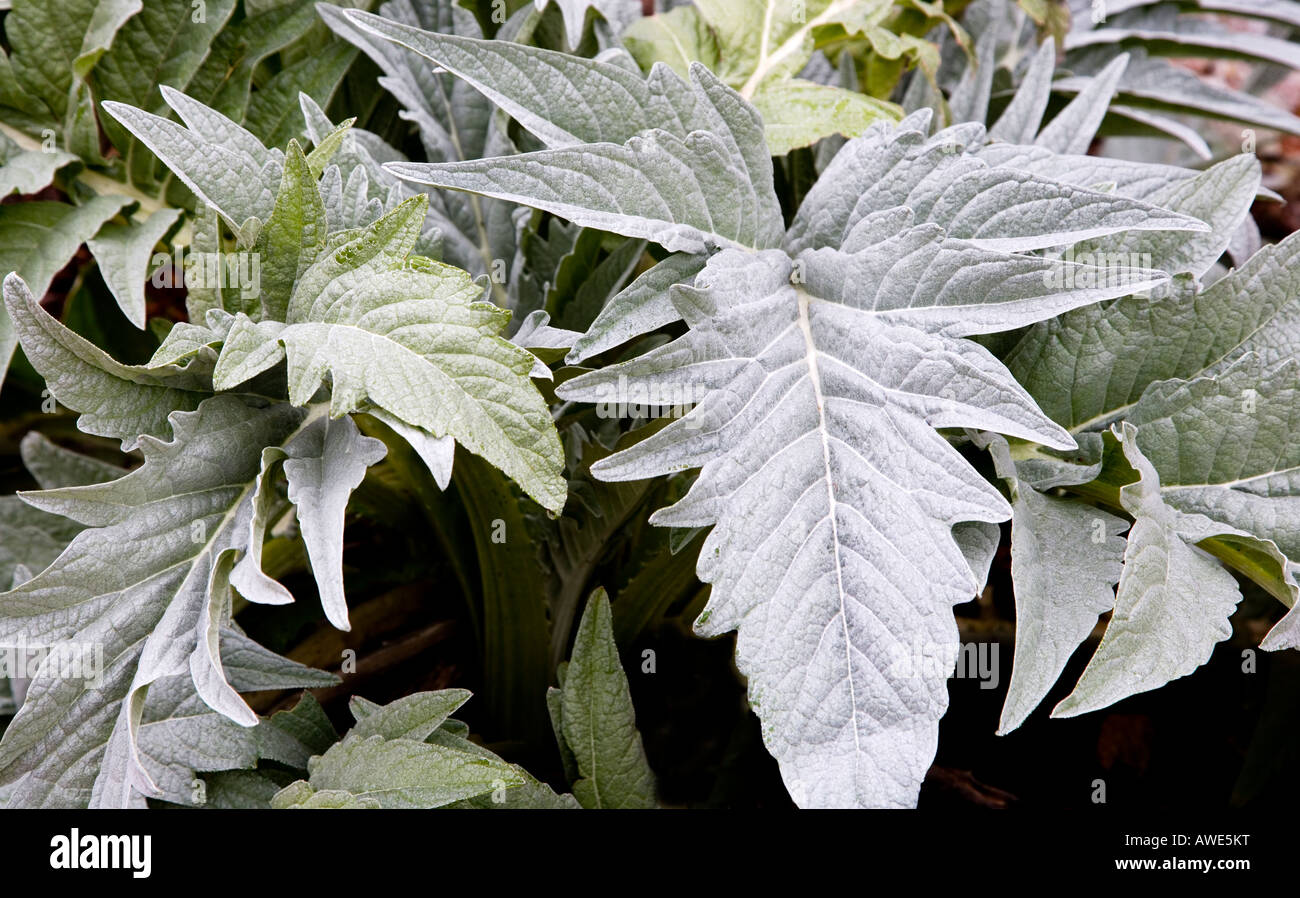 Karde (Cynara Cardunculus) Blätter Stockfoto