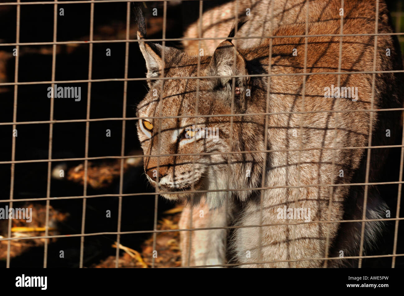 Ein Captive Europäische Luchs, auch bekannt als ein nördlichen Luchs. Stockfoto