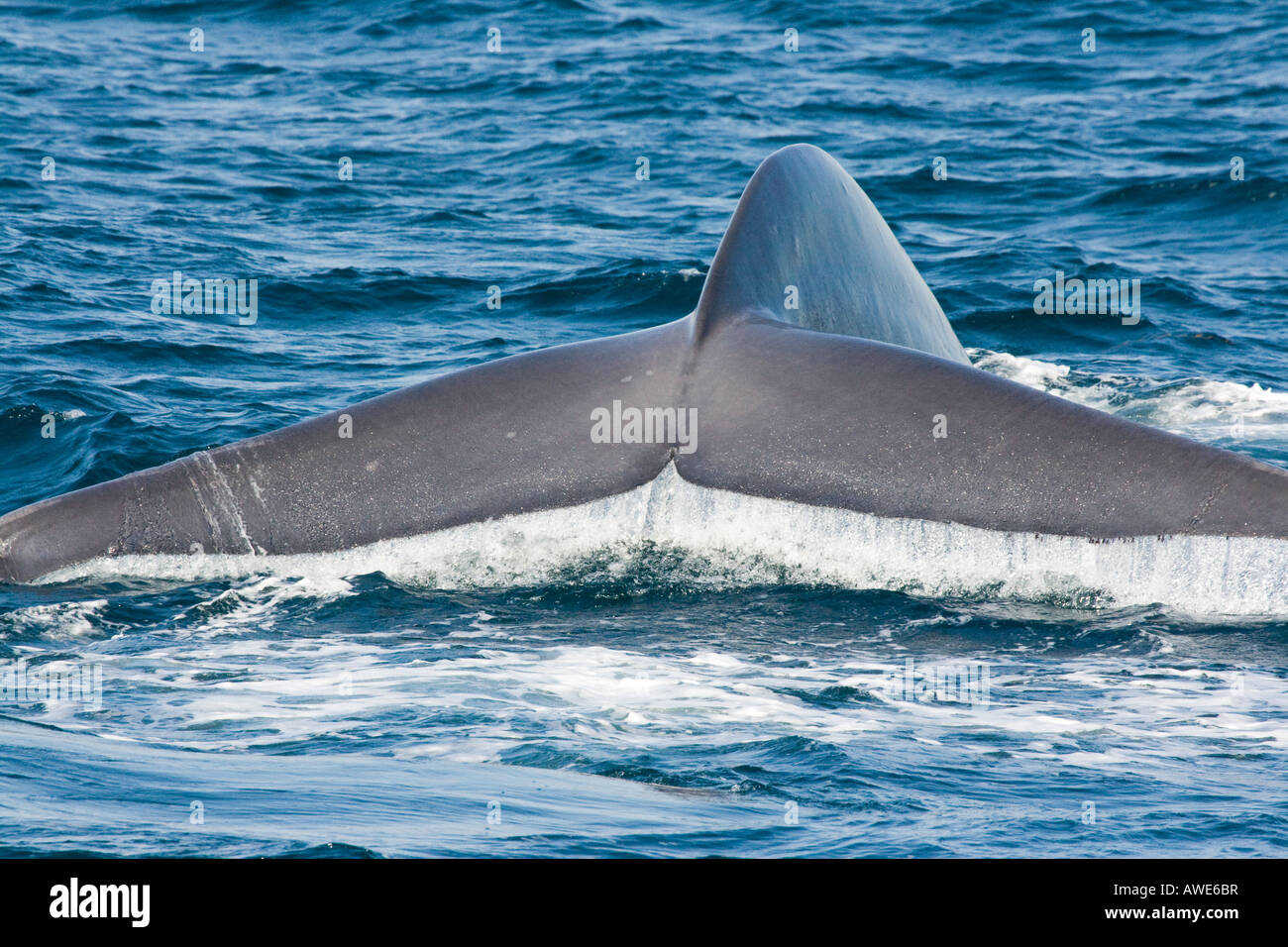 Das Ende eines Blauwals, Balaenoptera Musculus, vor der Küste von Kalifornien, USA. Stockfoto
