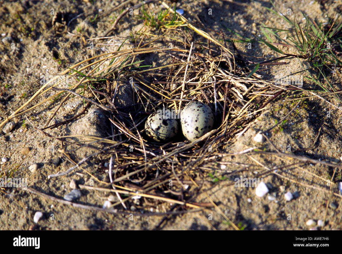 Nest mit zwei Eiern der Seeschwalbe (Sterna Hirundo), Niederlande Stockfoto