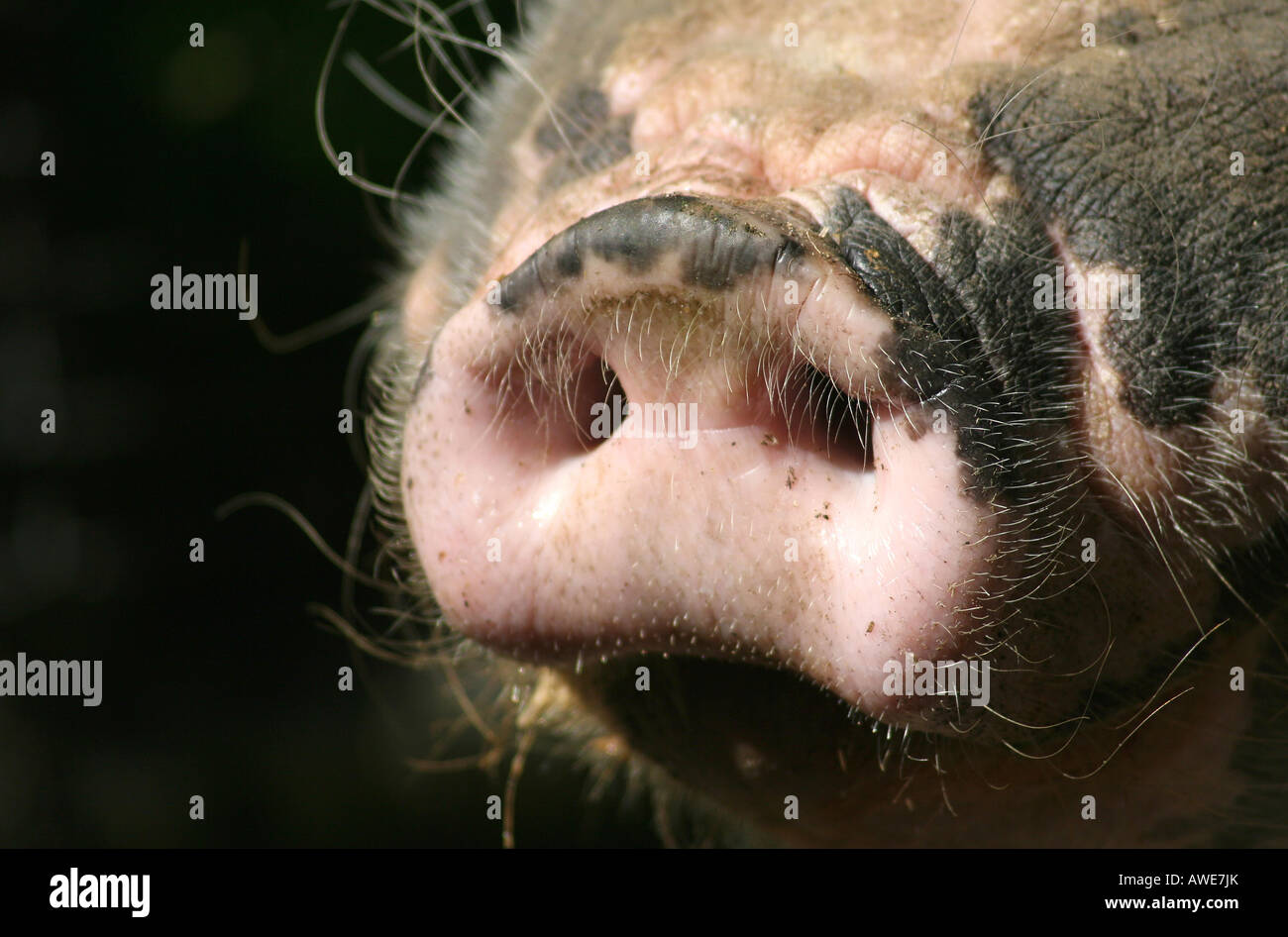 Schnauze eines Schweins, Schweinegrippe Stockfoto