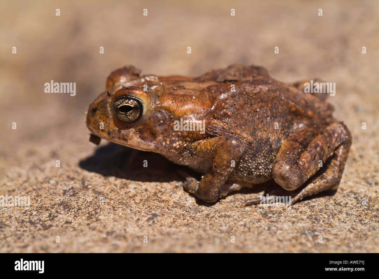 Die südlichen Kröte, Anaxyrus Terrestris, ist eine wahre Kröte heimisch in den südöstlichen Vereinigten Staaten mittlerer Größe (7,5 cm). Stockfoto