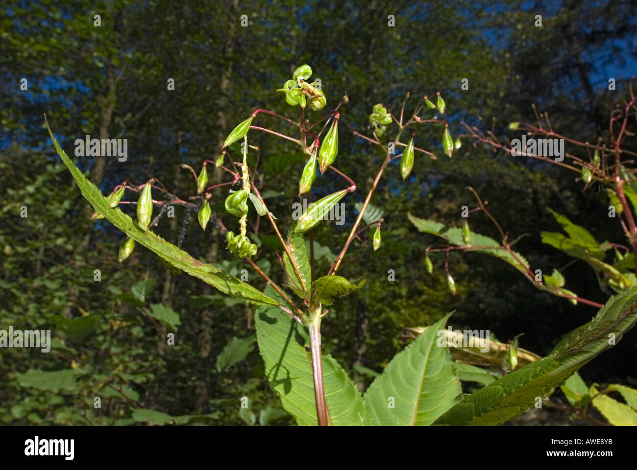 Impatiens Glandulifera Emscherorchidee Balsaminaceae Stockfoto