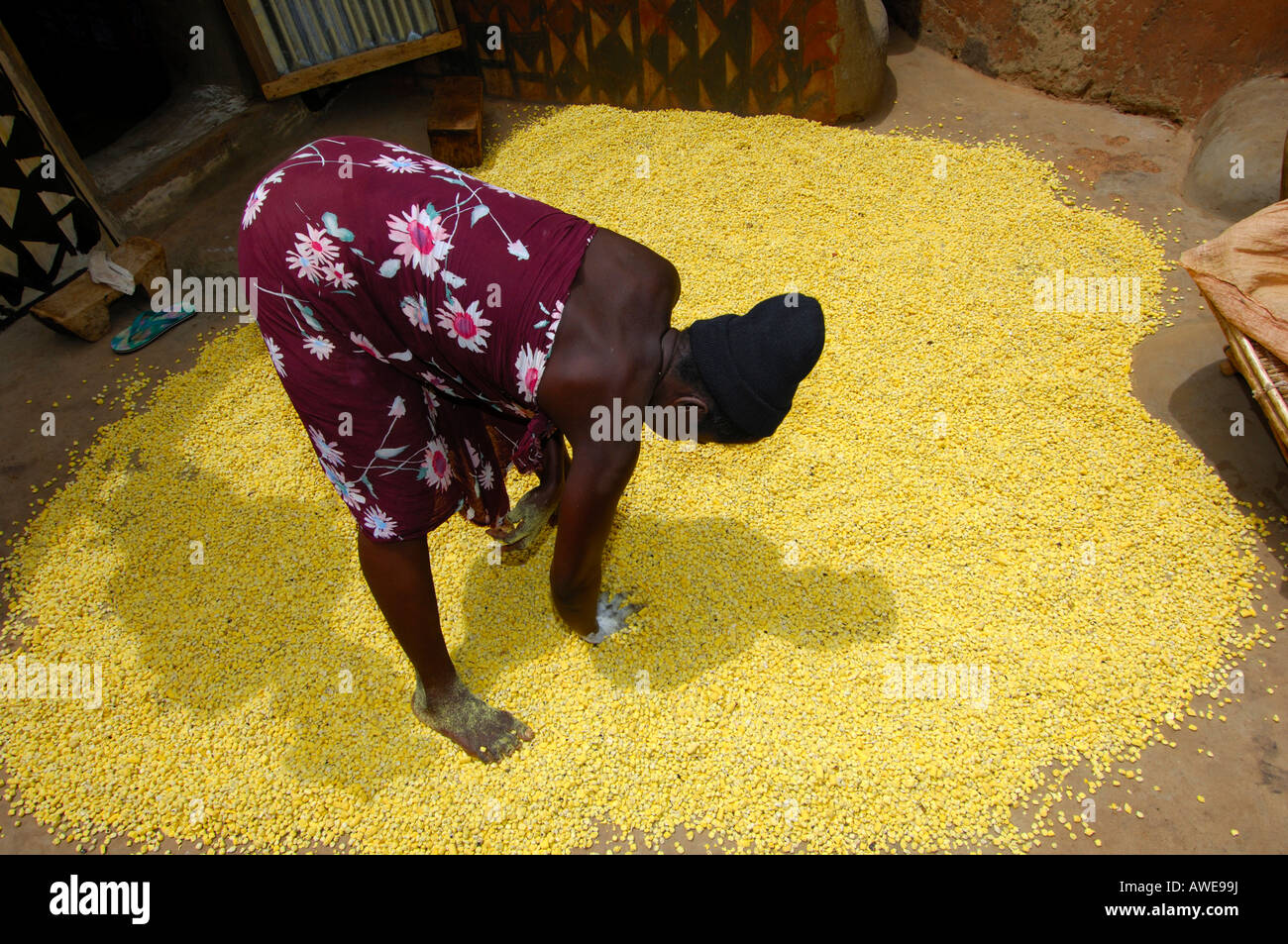 Frau bereitet Samen der afrikanischen Bohne Robinie, Park Biglobosa zum Trocknen auf dem Boden, Burkina Faso, Westafrika Stockfoto