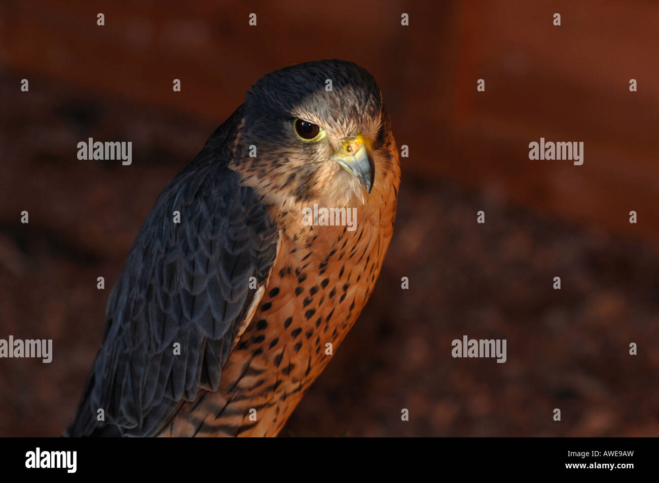 Porträt einer Perlin Bird Of Prey, die das Ergebnis von einem Merlin & Wanderfalken Paarung. Stockfoto