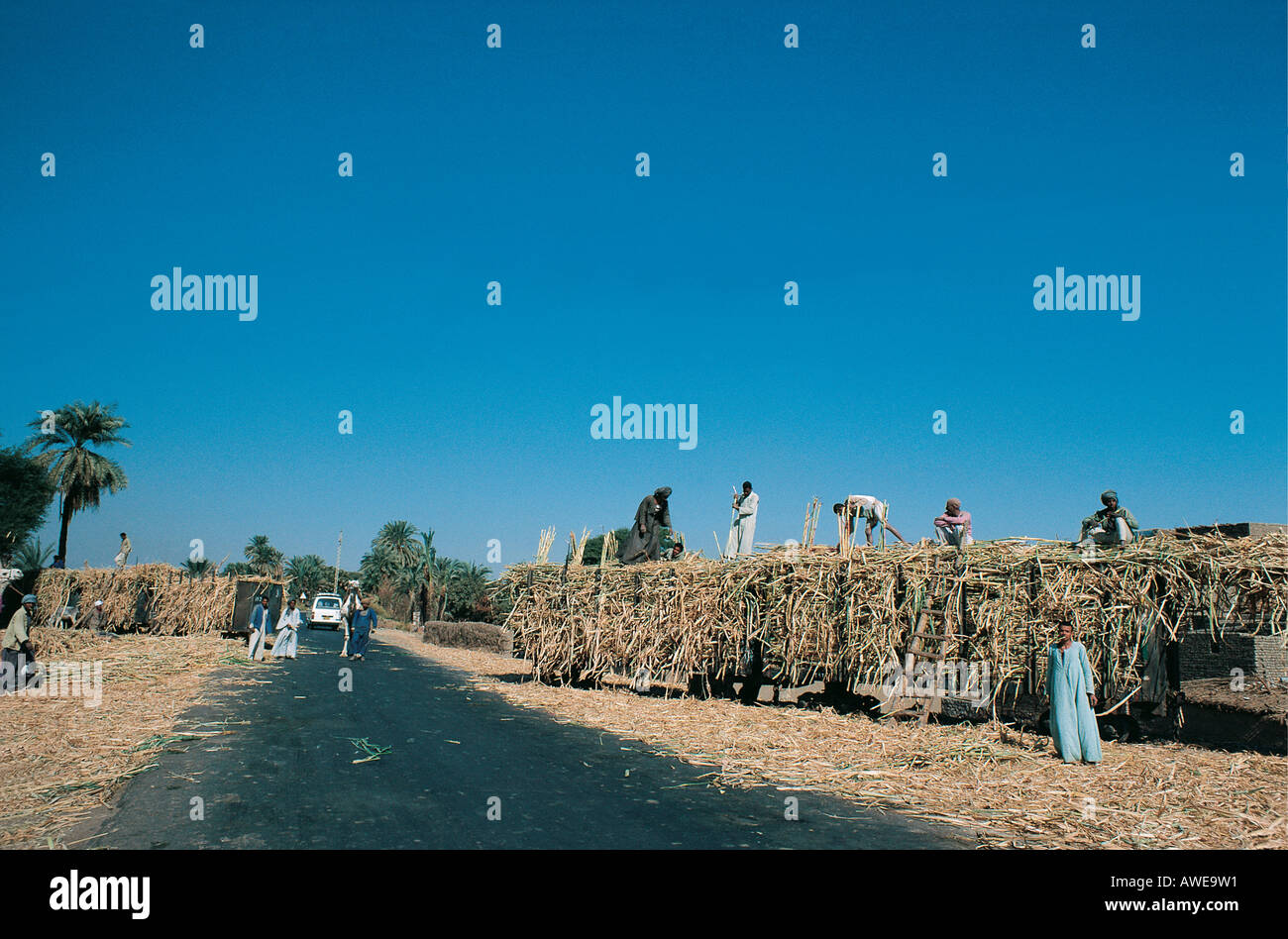 Landarbeiter laden Zuckerrohr auf Bahn-LKW zwischen Esna und Edfu an den Ufern des Nil Ägypten Stockfoto