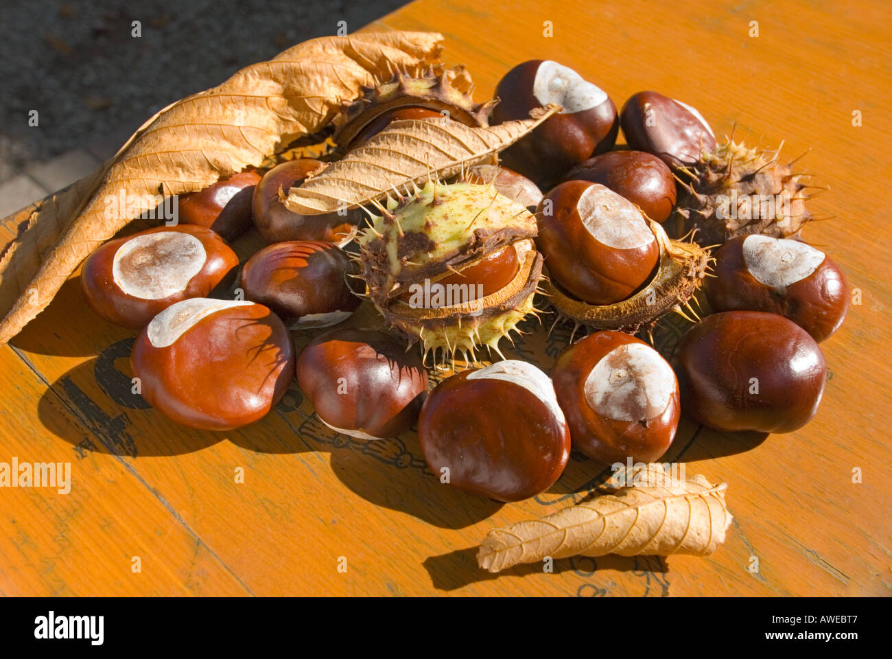 Rosskastanie Buckeye Horsechestnut atmosphärische Stillleben Stilllife Herbst Postkarte Aesculus Hippocastanum heruntergefallen Stockfoto