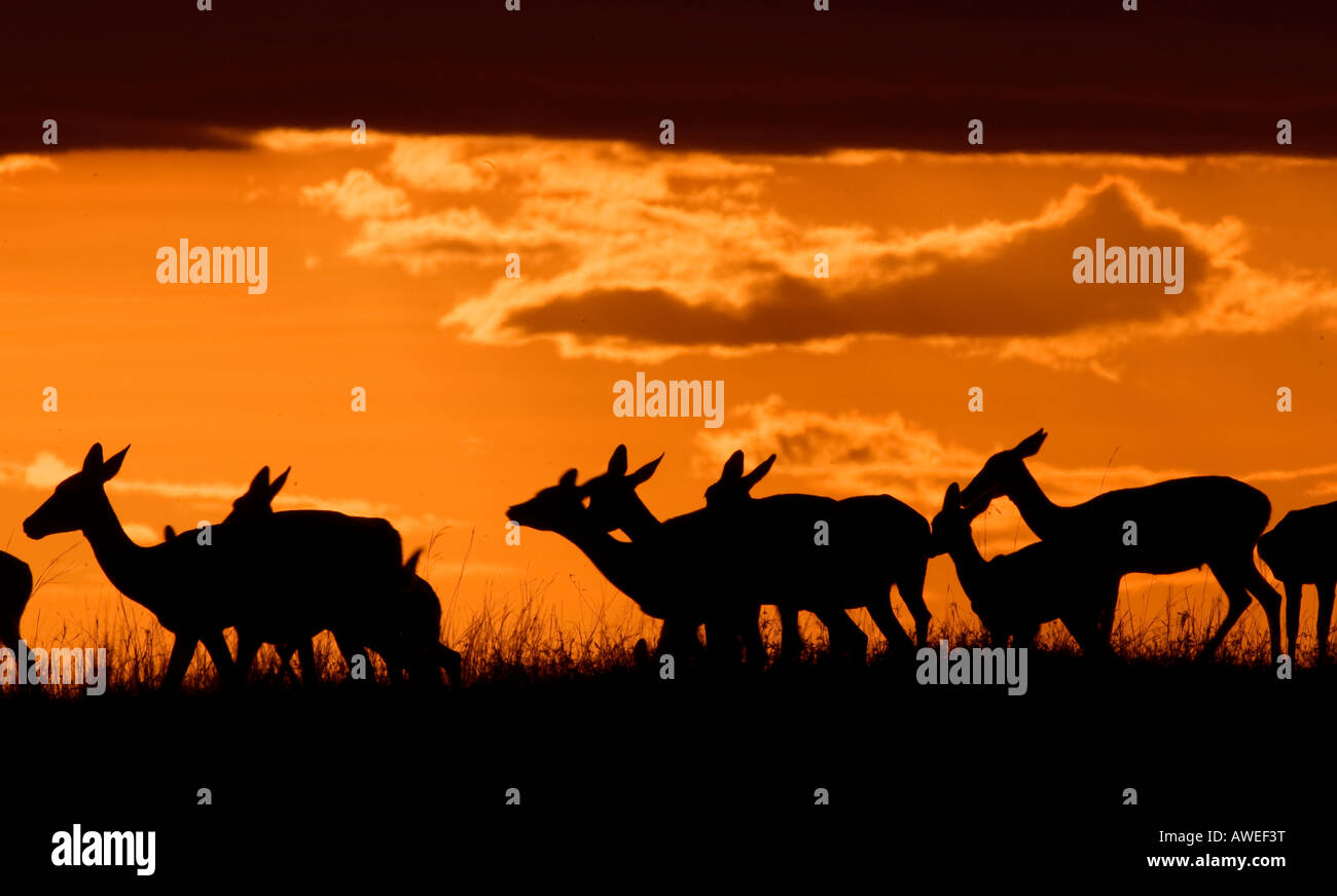 Herde der Impala (Aepyceros Melampus) Silhouette bei Sonnenuntergang Stockfoto