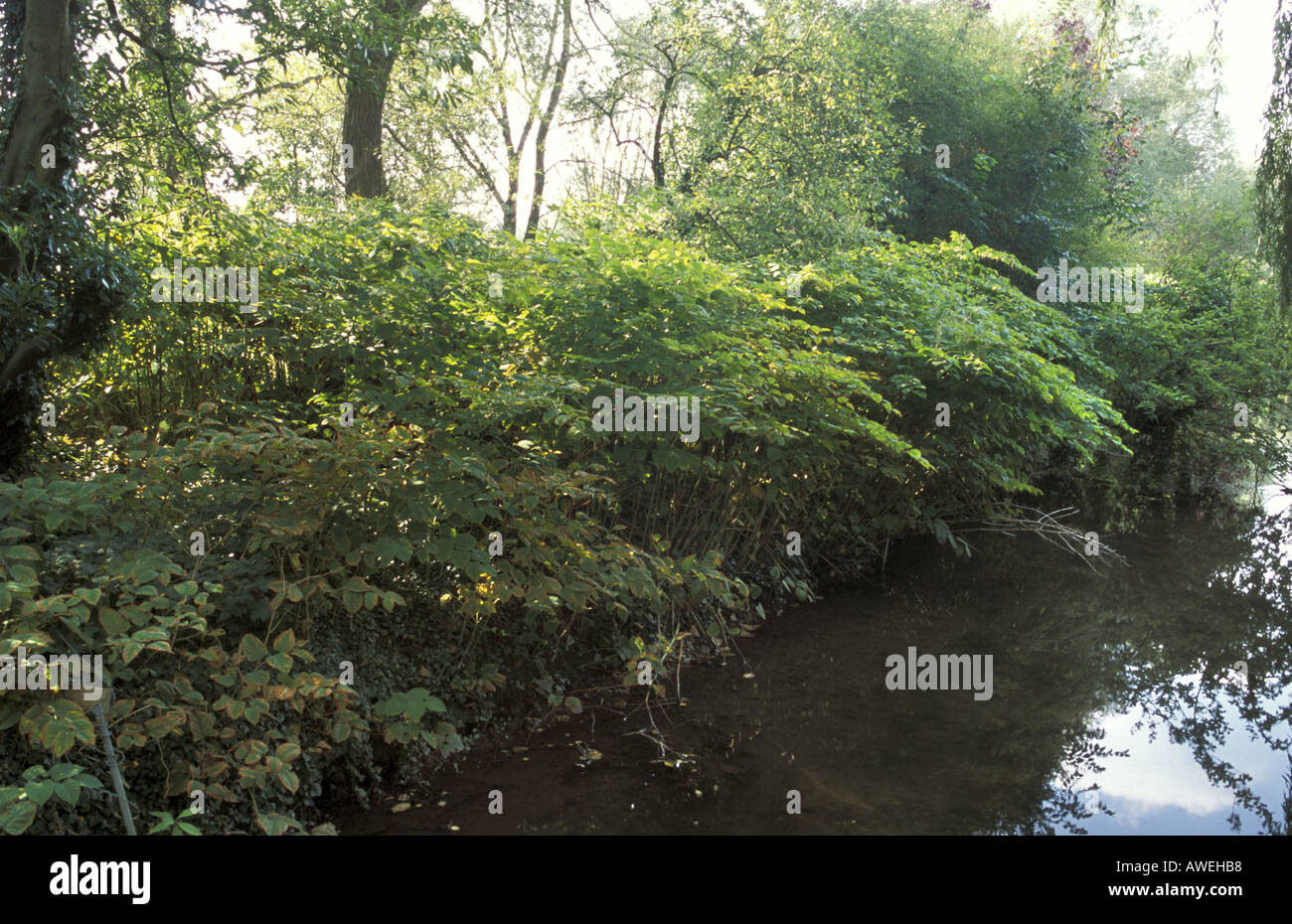 Japanischer Staudenknöterich Fallopia Japonica eine invasive alien Arten wachsen an den Ufern des Flusses Nadder in der Nähe von Salisbury England Stockfoto
