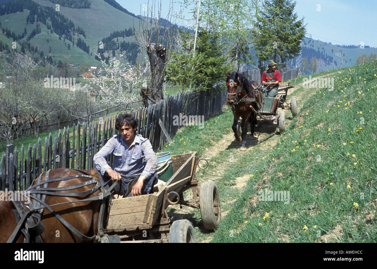 Pferd und Wagen unterwegs in den Bergen in der Region Szekely Siebenbürgen Rumänien Stockfoto