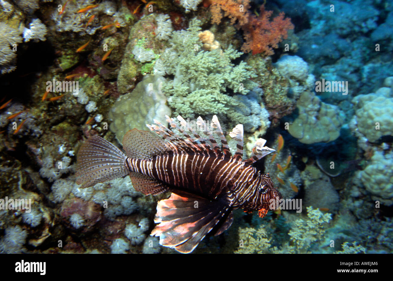 Ägypten Rotes Meer Lion Fish Pterois Volitans gefährlich für den Menschen mit giftigen Stacheln Stockfoto