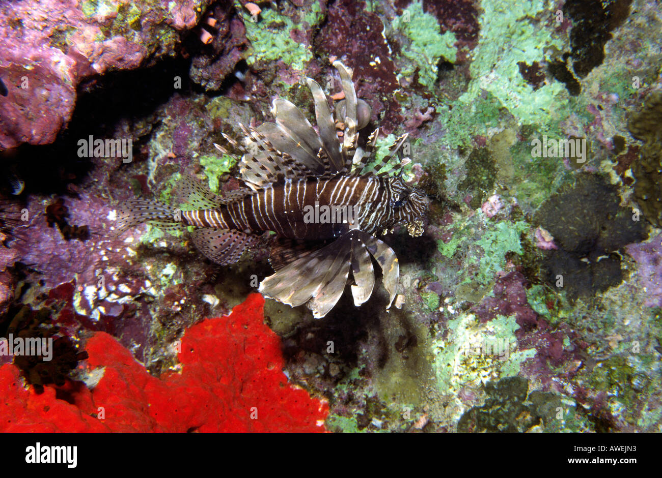 Ägypten Rotes Meer Lion Fish Pterois Volitans gefährlich für Menschen giftigen Stacheln Stockfoto