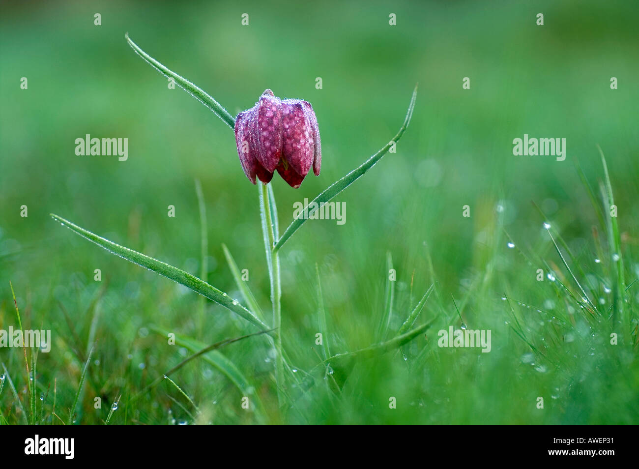 Schlange s Kopf Fritillary Fritillaria Meleagris Cornwall Sommer 2005 Stockfoto