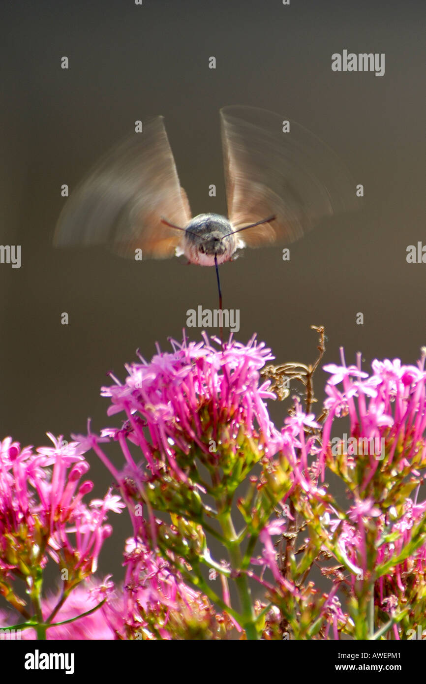 Kolibri Hawk Moth Macroglossum Stellatarum schweben und Fütterung von rosa Verbene Bonariensis Wildblumen mit unscharfen Flügeln Stockfoto