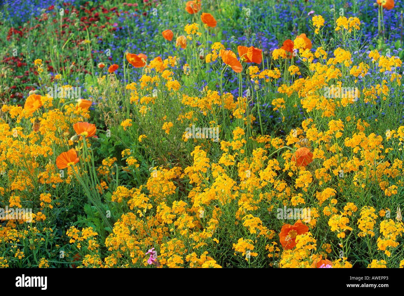 Tabakpflanze, Vergissmeinnicht und Papaver Stockfoto