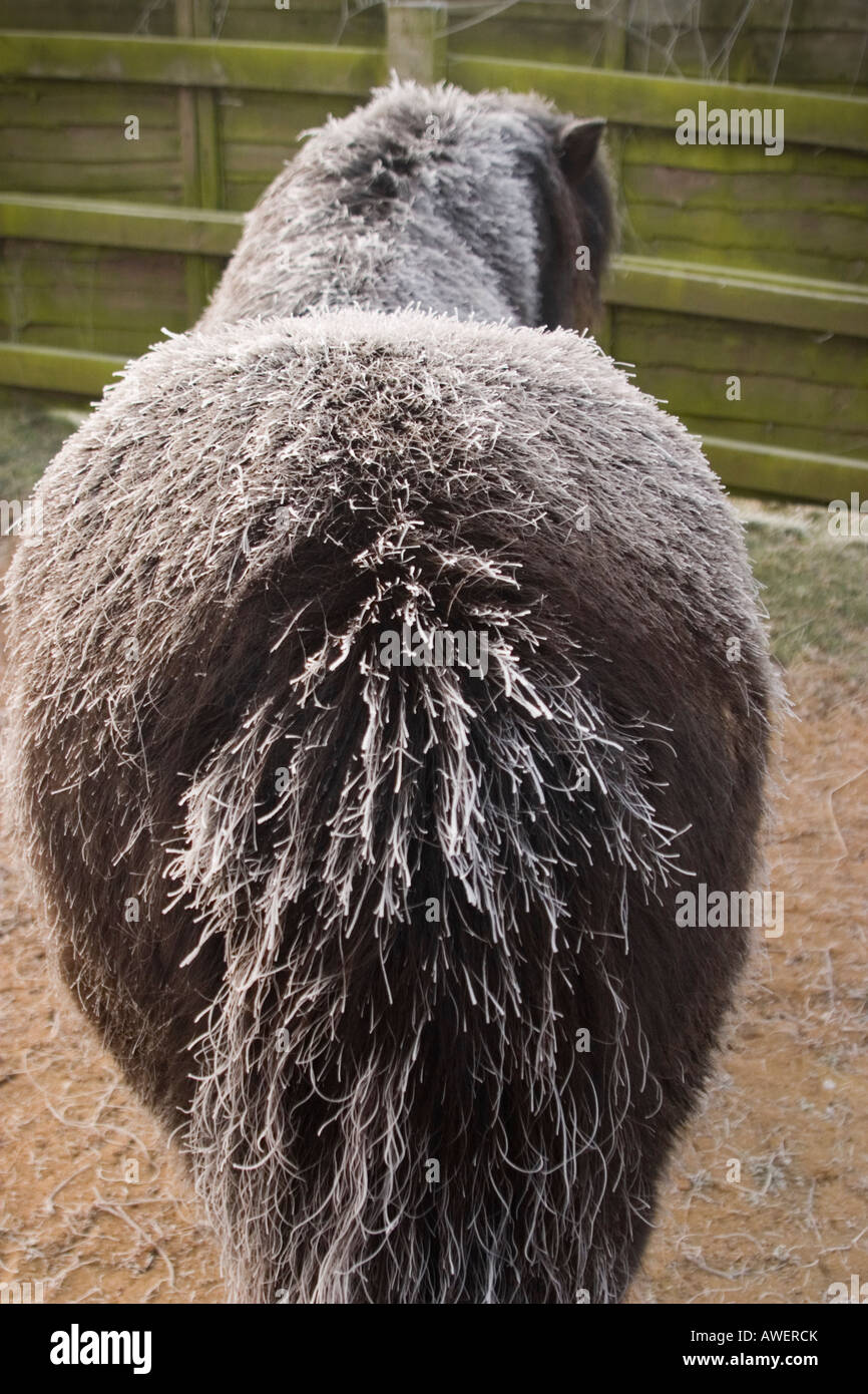 Shetland Pony von hinten bei frost Stockfoto