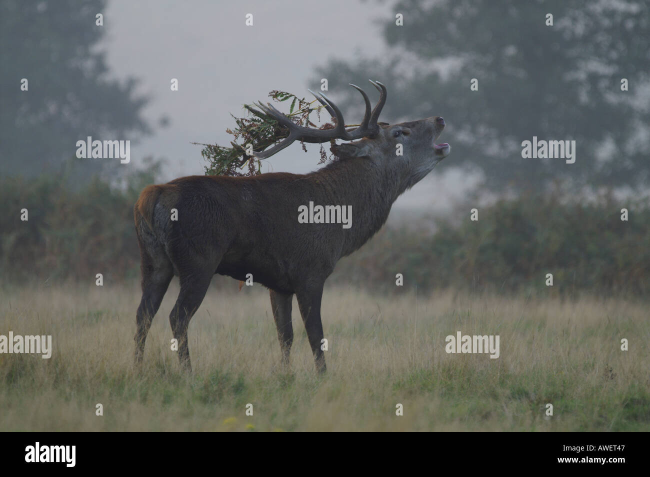 Rotwild-Hirsch mit Adlerfarn auf Geweih als Teil der rut Cervus Elaphus Herbst 2005 Stockfoto