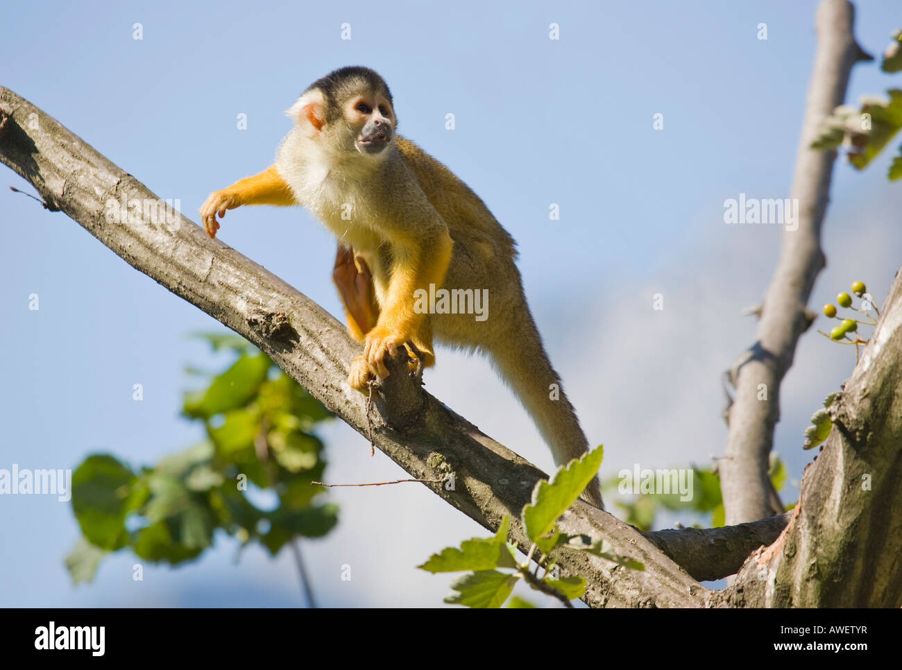 Schwarz-capped Totenkopfaffen (Saimiri Boliviensis) im Hellbrunn Zoo, Salzburg, Österreich, Europa Stockfoto