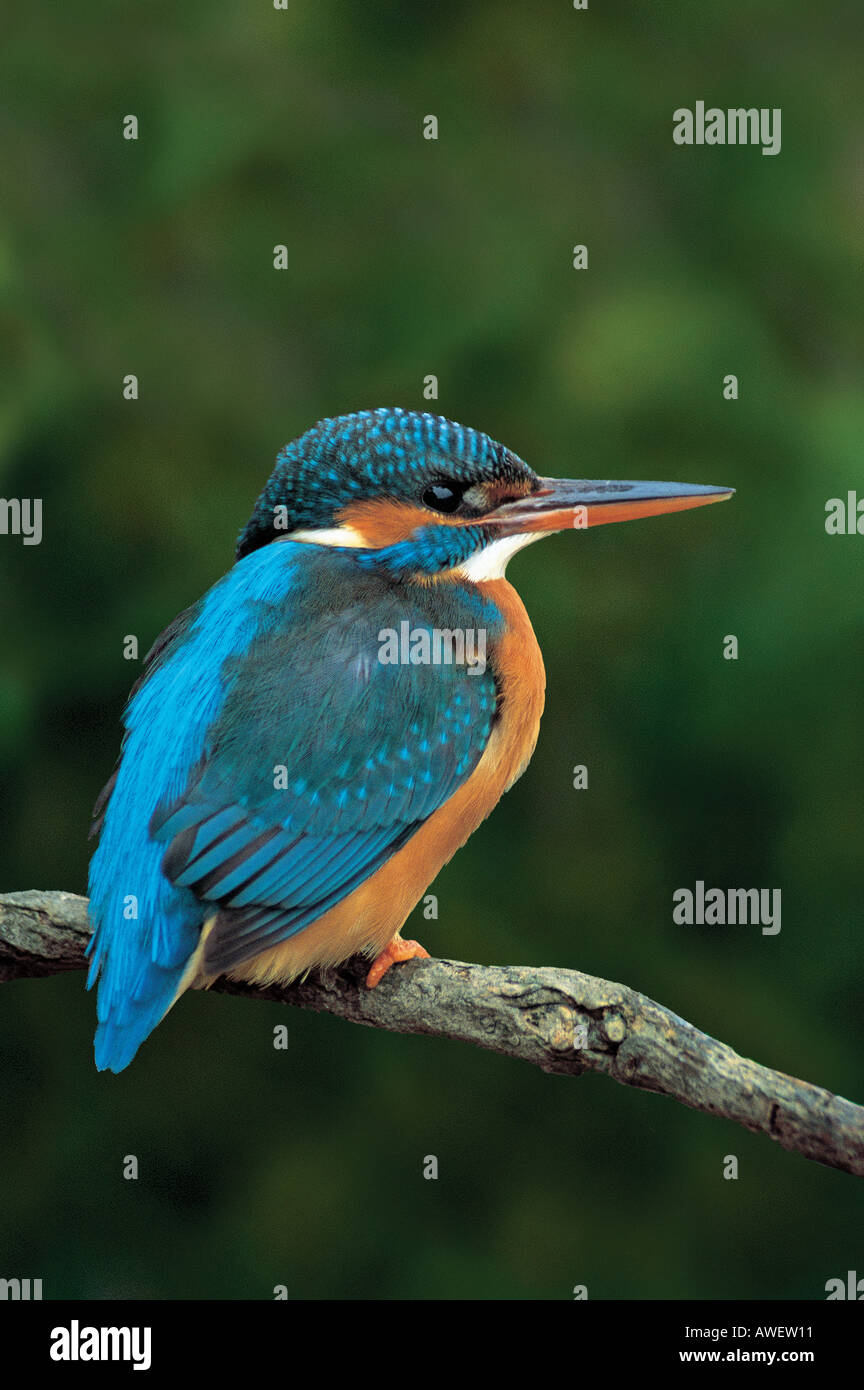 Eisvogel Alcedo Atthis weibliche Winter Hayle Cornwall Februar 2005 Stockfoto