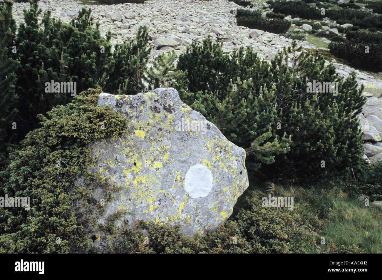 Malerischen Felsen im Nationalpark Pirin Bulgarien Stockfoto