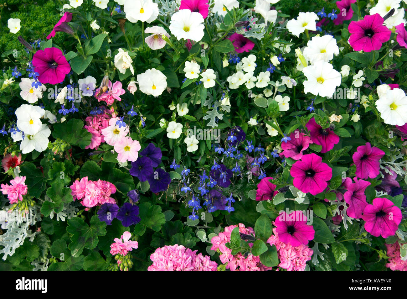 Eine Nahaufnahme der jährlichen Sommerblumen Stockfoto